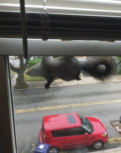 trapped squirrel