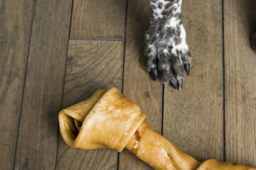 dog paws and bone