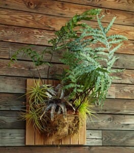 southern landscaping air plants